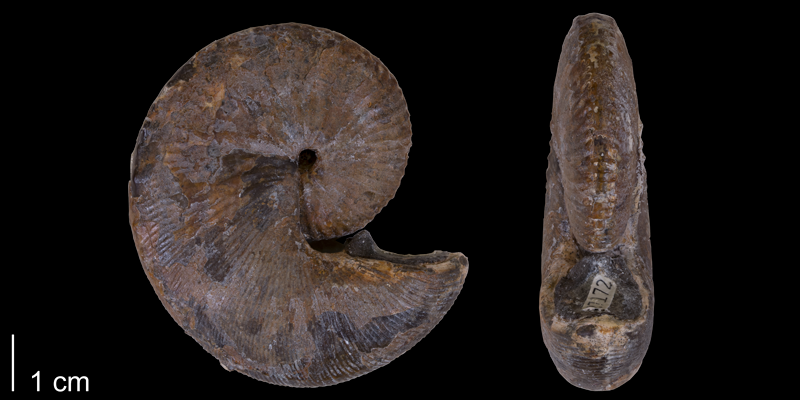 Holotype of <i>Hoploscaphites birkelundi</i> from the Fox Hills Formation of Niobrara County, Wyoming (YPM 27172) (macroconch).
