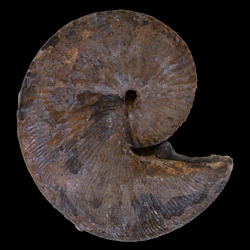 Hoploscaphites birkelundi