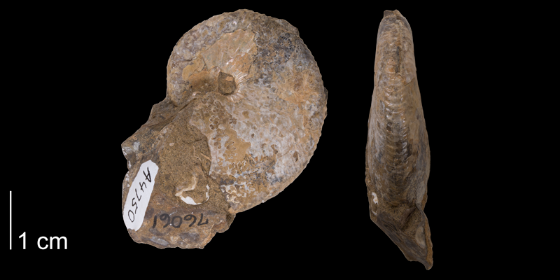 <i>Hoploscaphites birkelundi</i> from the Maastrichtian Fox Hills Fm. of Niobrara County, Wyoming (YPM 76061).