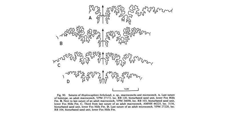 Sutures of <i>Hoploscaphites birkelundi</i>. See original caption for additional details. Image modified from fig. 90 in Landman and Waage (1993 in <i>Bulletin of the American Museum of Natural History</i>, no. 215) and used with permission.