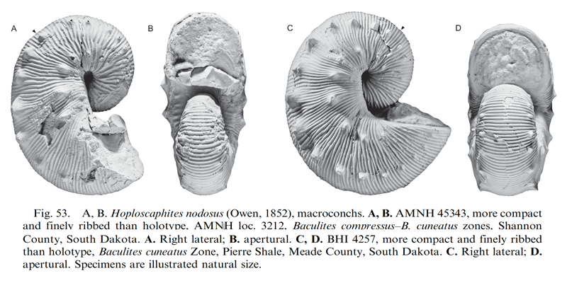 Specimens of <i>Hoploscaphites nodosus</i> (macroconchs). See original caption for additional details. Image modified from fig. 53 in Landman et al. (2010) in <i>Bulletin of the American Museum of Natural History</i>, no. 342) and used with permission.