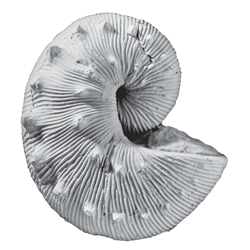 Hoploscaphites nodosus