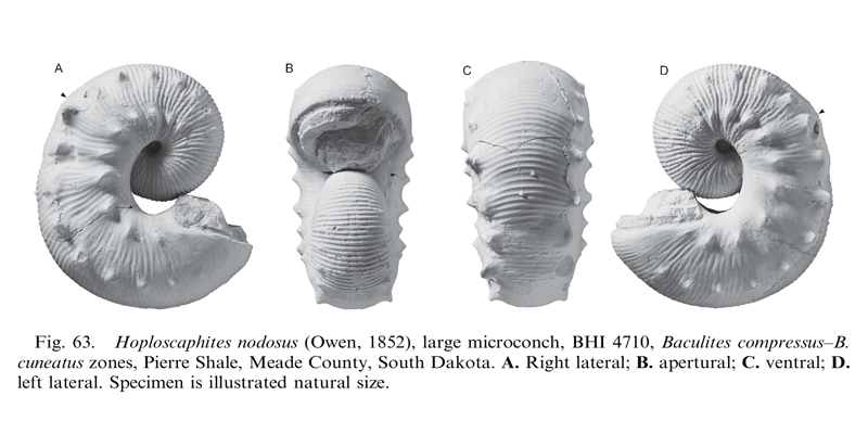 Specimens of <i>Hoploscaphites nodosus</i> (microconchs). See original caption for additional details. Image modified from fig. 63 in Landman et al. (2010) in <i>Bulletin of the American Museum of Natural History</i>, no. 342) and used with permission.