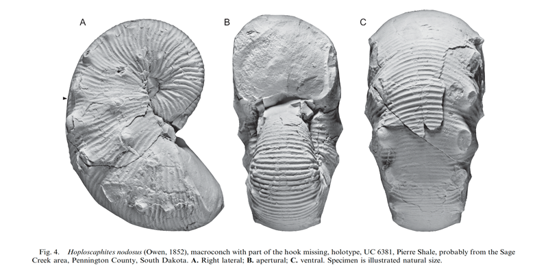 Holotype of <i>Hoploscaphites nodosus</i> (UC 6381) (macroconch). See original caption for additional details. Image modified from fig. 4 in Landman et al. (2010) in <i>Bulletin of the American Museum of Natural History</i>, no. 342) and used with permission.