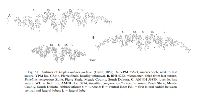 Sutures of <i>Hoploscaphites nodosus</i>. See original caption for additional details. Image modified from fig. 61 in Landman et al. (2010) in <i>Bulletin of the American Museum of Natural History</i>, no. 342) and used with permission.