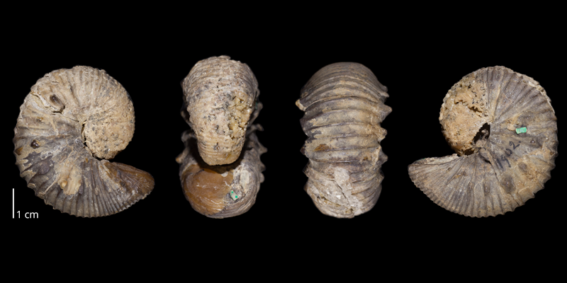 Holotype of <i>Clioscaphites vermiformis</i> (USNM 1902). Original unmodified images provided by courtesy of the Smithsonian NMNH and adapted and presented here under a Creative Commons BY-NC 4.0 license (NMNH GUID http://n2t.net/ark:/65665/33c3d03e0-7d90-4a9c-b38a-75ad21a18b27).