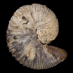 Clioscaphites vermiformis