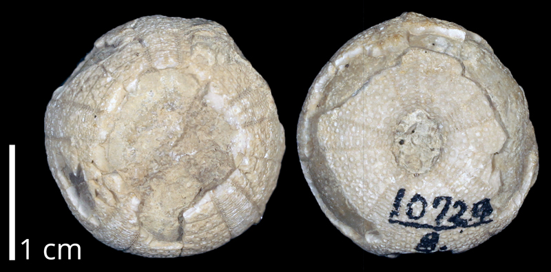 <i>Anorthopygus texanus</i> from the Cretaceous (formation unknown) of the Anacacho Mountains of Texas (KUMIP 370225).