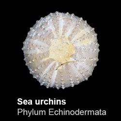 Echinoidea