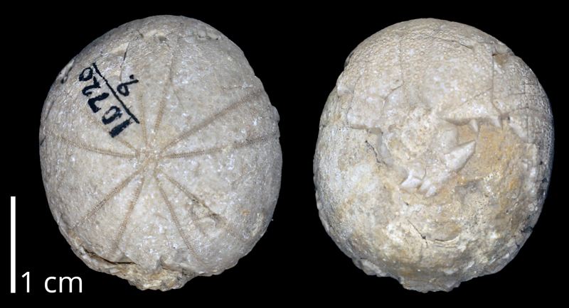 <i>Globator parryi</i> likely from the Albian Washita Group of Texas (KUMIP 370255).