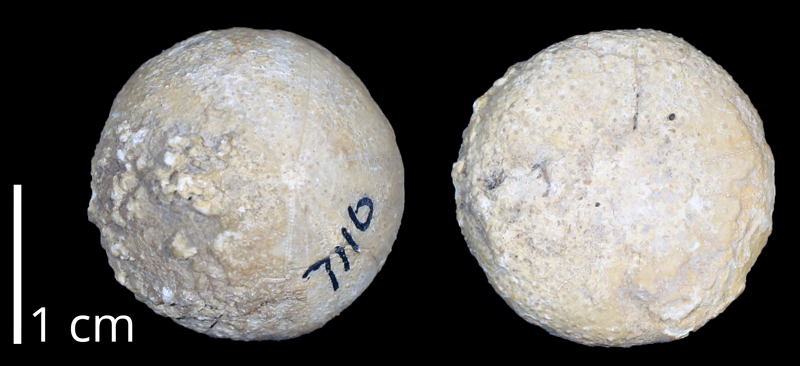 <i>Holectypus planatus</i> from the Albian Fredericksburg Group (Walnut Clay Formation) of Travis County, Texas (KUMIP 370230).