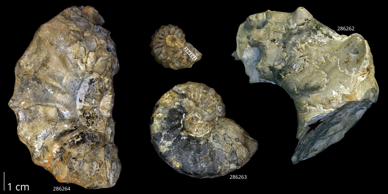 Syntype specimens of <i>Acanthoceras amphibolum</i> from the collections of the KUMIP. Kennedy and Cobban (1990, text-fig. 11) characterized KUMIP 286263 as the 