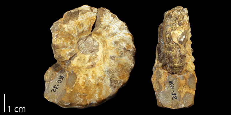 <i>Acanthoceras amphibolum</i> from the Cenomanian to Turonian Graneros Shale Fm. of Ellsworth County, Kansas (KUMIP 282253). 