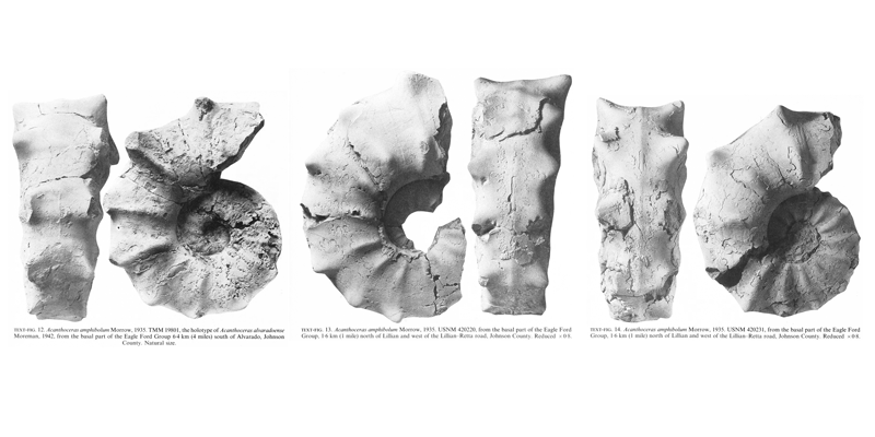 Specimens of <i>Acanthoceras amphibolum</i>, including the holotype of <i>Acanthoceras alvaradoense</i> Moreman, 1942. See original captions for additional details. Image modified from text-figs 12-14 in Kennedy and Cobban (1990a in <i>Palaeontology</i>), made available through Biodiversity Heritage Library via a CC BY-NC-SA 4.0 license.