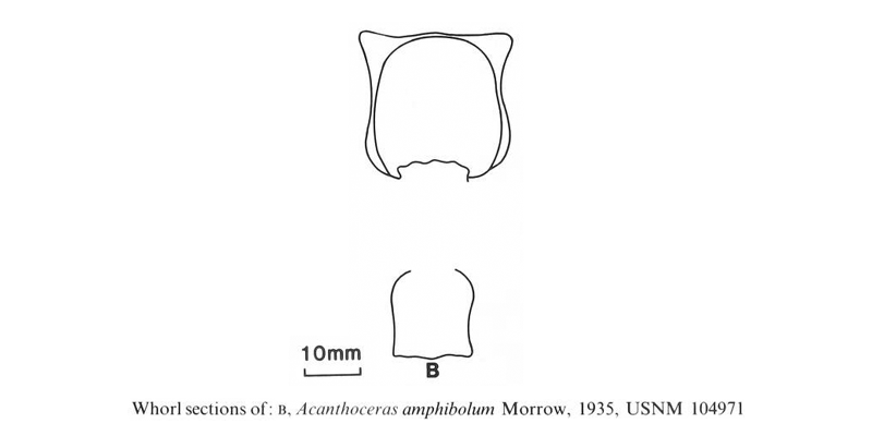 Whorl section of <i>Acanthoceras amphibolum</i>. See original caption for additional details. Image modified from text-fig 5b in Kennedy and Cobban (1990a in <i>Palaeontology</i>), made available through Biodiversity Heritage Library via a CC BY-NC-SA 4.0 license.