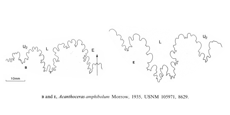 Suture patterns of <i>Acanthoceras amphibolum</i>. See original caption for additional details. Image modified from text-figs 6b and 6e in Kennedy and Cobban (1990a in <i>Palaeontology</i>), made available through Biodiversity Heritage Library via a CC BY-NC-SA 4.0 license.