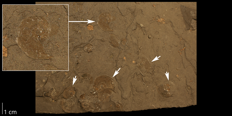 <i>Borissiakoceras reesidei</i> from the Cenomanian to Turonian Graneros Shale Fm. of Russell County, Kansas (KUMIP 313023).