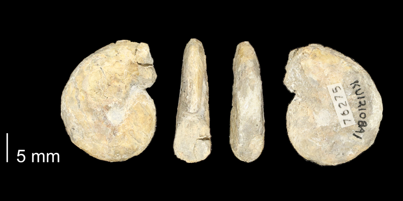 <i>Borissiakoceras reesidei</i> from the Cenomanian Graneros Shale Fm. of Russell County, Kansas (KUMIP 76275).