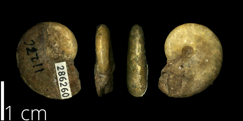 Holotype of <i> Borissiakoceras reesidei </i> from the Cenomanian to Turonian Eagle Ford Shale Fm. of Tarrant County, Texas (KUMIP 286260).