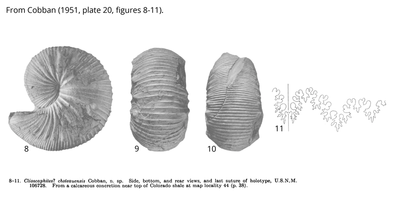 Holotype of <i>Clioscaphites choteauensis</i> (USNM 106728). Images modified from Cobban's original figures (1951, pl. 20, figs. 8-11).