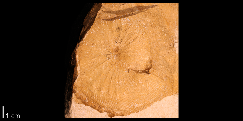 <i>Clioscaphites choteauensis</i> from the Coniacian to Campanian Niobrara Chalk of Logan County, Kansas (KUMIP 287404). 