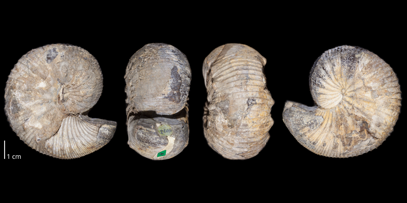 Holotype of <i>Clioscaphites choteauensis</i> (USNM 106728). Original unmodified images provided by courtesy of the Smithsonian NMNH and adapted and presented here under a Creative Commons BY-NC 4.0 license (NMNH GUID http://n2t.net/ark:/65665/3b24de80e-263e-4e40-a2b9-de741877c488).