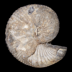 Clioscaphites choteauensis