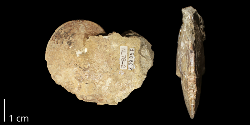 <i>Coilopoceras springeri</i> from the Mancos Shale (Semilla Sandstone Member) of Sandoval County, New Mexico (KUMIP 150807).