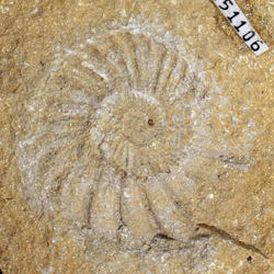 Collignoniceratidae