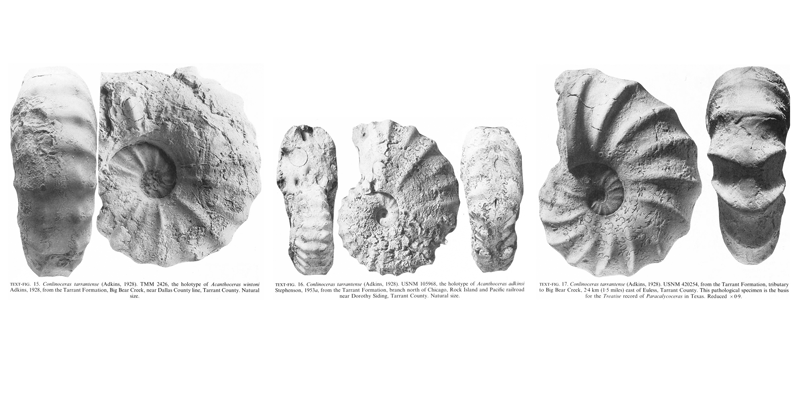 Specimens of <i>Conlinoceras tarrantense</i>. See original caption for additional details. Image modified from text-figs 15-17 in Kennedy and Cobban (1990a in <i>Palaeontology</i>), made available through Biodiversity Heritage Library via a CC BY-NC-SA 4.0 license.