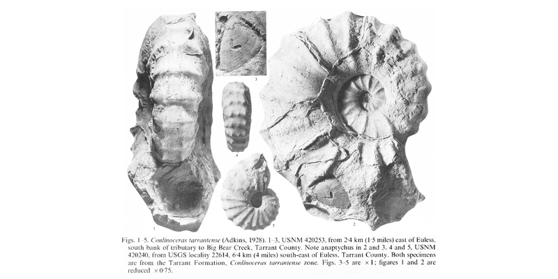 Specimens of <i>Conlinoceras tarrantense</i>. See original caption for additional details. Image modified from pl. 5 in Kennedy and Cobban (1990a in <i>Palaeontology</i>), made available through Biodiversity Heritage Library via a CC BY-NC-SA 4.0 license.