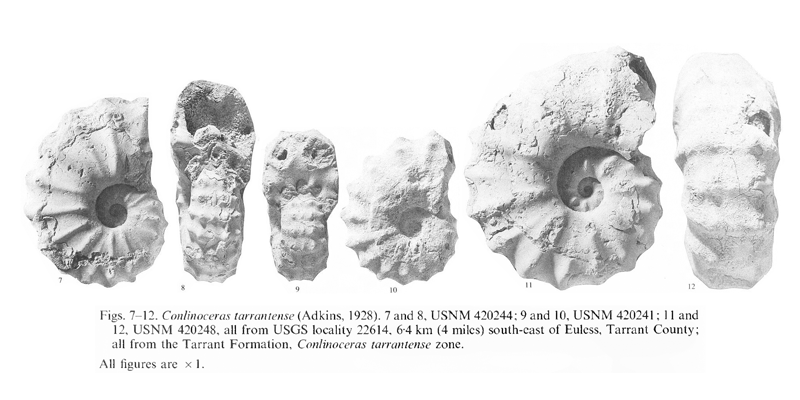 Specimens of <i>Conlinoceras tarrantense</i>. See original caption for additional details. Image modified from pl. 6, figs 7-12 in Kennedy and Cobban (1990a in <i>Palaeontology</i>), made available through Biodiversity Heritage Library via a CC BY-NC-SA 4.0 license.