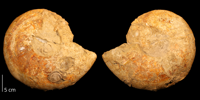 <i>Eopachydiscus marcianus</i> from the Albian Duck Creek Limestone of Marshall County, Oklahoma (KUMIP 148431).