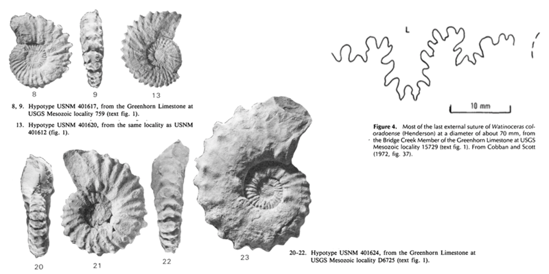 Images of <i>Watinoceras coloradoense</i> from Cobban (1988; USGS Bulletin 1788; public domain).