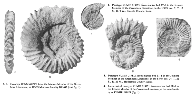 Images of <i>Watinoceras hattini</i> from Cobban (1988; USGS Bulletin 1788; public domain).