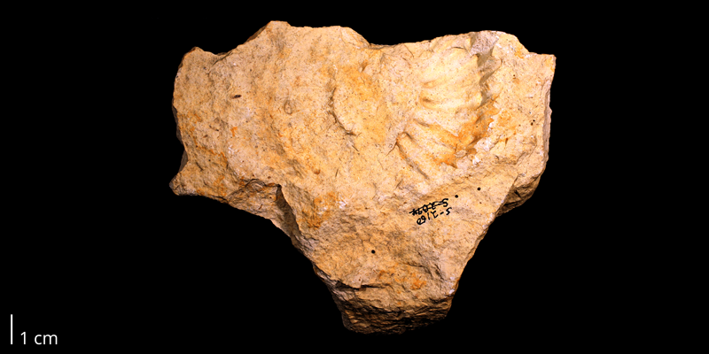 <i>Watinoceras hattini</i> from the Cenomanian to Turonian Greenhorn Limestone of Ellsworth County, Kansas (KUMIP 292444).