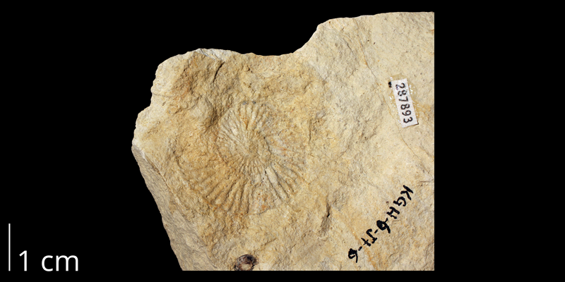 <i>Watinoceras reesidei</i> from the Cenomanian to Turonian Greenhorn Limestone of Washington County, Kansas (KUMIP 287893).