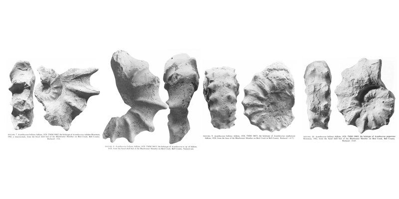 Holotypes of <i>Acanthoceras validum</i> Moreman, 1942 (TMM 19802), <i>Acanthoceras</i> n. sp. of Adkins, 1928 (TMM 34033), <i>Acanthoceras stephensoni</i> Adkins, 1928 (TMM 34033), and <i>Acanthoceras pepperense</i> Moreman, 1942 (TMM 19803), all assigned to <i>Acanthoceras bellense</i> by Kennedy and Cobban (1990a). See original caption for additional details. Images modified from text-figs 7-10 in Kennedy and Cobban (1990a in <i>Palaeontology</i>), made available through Biodiversity Heritage Library via a CC BY-NC-SA 4.0 license.