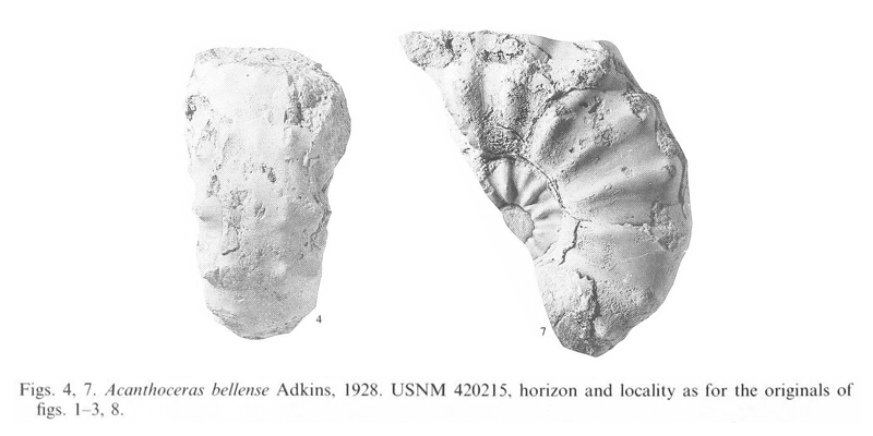 Specimens of <i>Acanthoceras bellense</i> (USNM 420215). See original caption for additional details. Image modified from pl. 12, figs 4 and 7 in Kennedy and Cobban (1990a in <i>Palaeontology</i>), made available through Biodiversity Heritage Library via a CC BY-NC-SA 4.0 license.