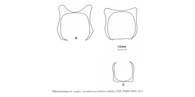 Whorl section of <i>Acanthoceras bellense</i>. See original caption for additional details. Image modified from text-figs 5a and 5c in Kennedy and Cobban (1990a in <i>Palaeontology</i>), made available through Biodiversity Heritage Library via a CC BY-NC-SA 4.0 license.