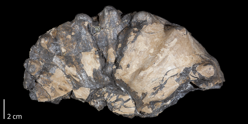 Holotype of <i>Acanthoceras granerosense</i> (USNM 163953) from the Middle Cenomanian Graneros Shale of Pueblo County, Colorado. Original unmodified image provided by courtesy of the Smithsonian NMNH and adapted and presented here under a Creative Commons BY-NC 4.0 license (NMNH GUID ark:/65665/3236890b5-76f5-4069-999c-379e65e7219e).