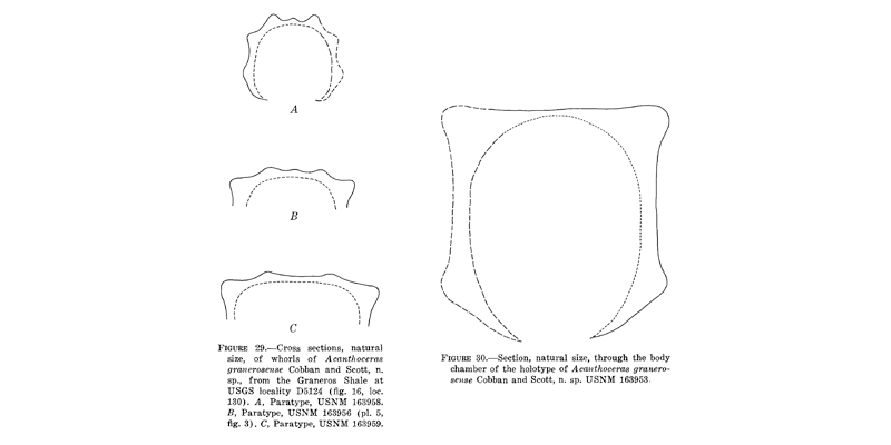 Whorl section of <i>Acanthoceras granerosense</i>. Images modified from Cobban and Scott (1973 in USGS PP 645; text-figs 29 and 30); attained from BHL under a CC BY-NC-SA 4.0 license.