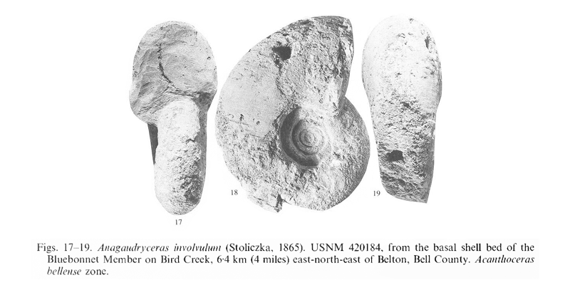 <i>Anagaudryceras involvulum</i> from Lake Waco Formation (Bluebonnet Member) of Bell County, Texas (USNM 420184). Image modified from pl. 1, figs 17-19 in Kennedy and Cobban (1990a in <i>Palaeontology</i>), made available through Biodiversity Heritage Library via a CC BY-NC-SA 4.0 license.