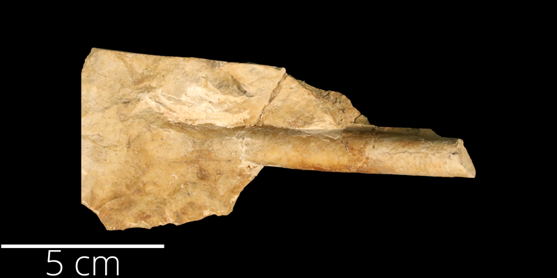 <i> Baculites yokoyamai </i> from the Turonian Greenhorn Limestone Fm. of Russell County, Kansas (KUMIP 82154).