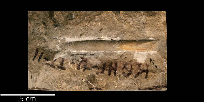 <i> Baculites yokoyamai </i> from the Turonian Greenhorn Limestone Fm. of Russell County, Kansas (KUMIP 82155).