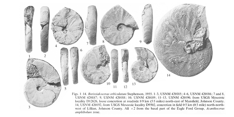 Specimens of <i>Borissiakoceras orbiculatum</i> from the Eagle Ford Group (basal) of Johnson County, Texas. See original caption for additional details. Image modified from pl. 1, figs 1-14 in Kennedy and Cobban (1990a in <i>Palaeontology</i>), made available through Biodiversity Heritage Library via a CC BY-NC-SA 4.0 license.