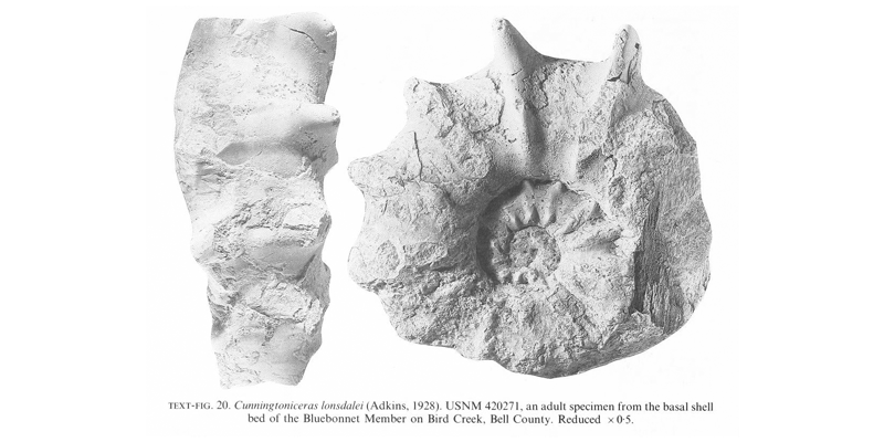 Specimen of <i>Cunningtoniceras lonsdalei</i> (USNM 420271). See original caption for additional details. Image modified from text-fig. 20 in Kennedy and Cobban (1990a in <i>Palaeontology</i>), made available through Biodiversity Heritage Library via a CC BY-NC-SA 4.0 license.