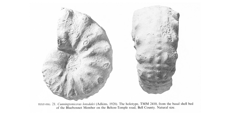 Holotype of <i>Cunningtoniceras lonsdalei</i> (TMM 2410). See original caption for additional details. Image modified from text-fig. 21 in Kennedy and Cobban (1990a in <i>Palaeontology</i>), made available through Biodiversity Heritage Library via a CC BY-NC-SA 4.0 license.