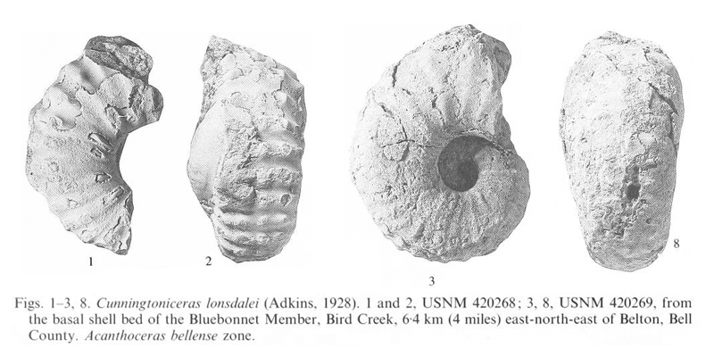 Specimens of <i>Cunningtoniceras lonsdalei</i>. See original caption for additional details. Image modified from pl. 12, figs 1-3 and 8 in Kennedy and Cobban (1990a in <i>Palaeontology</i>), made available through Biodiversity Heritage Library via a CC BY-NC-SA 4.0 license.