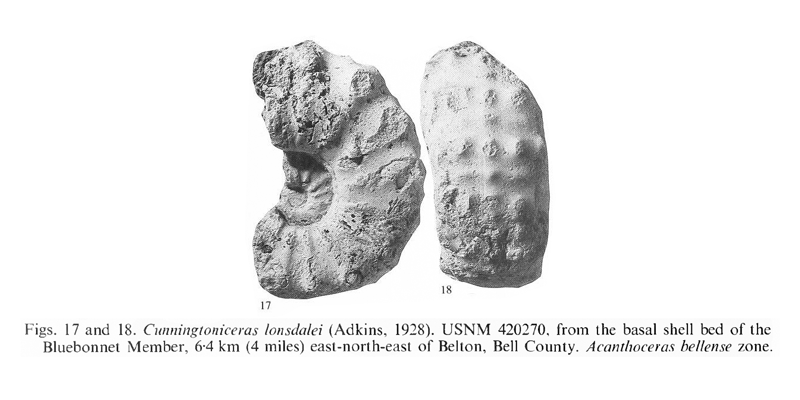 Specimen of <i>Cunningtoniceras lonsdalei</i> (USNM 420270). See original caption for additional details. Image modified from pl. 14, figs 17 and 18 in Kennedy and Cobban (1990a in <i>Palaeontology</i>), made available through Biodiversity Heritage Library via a CC BY-NC-SA 4.0 license.